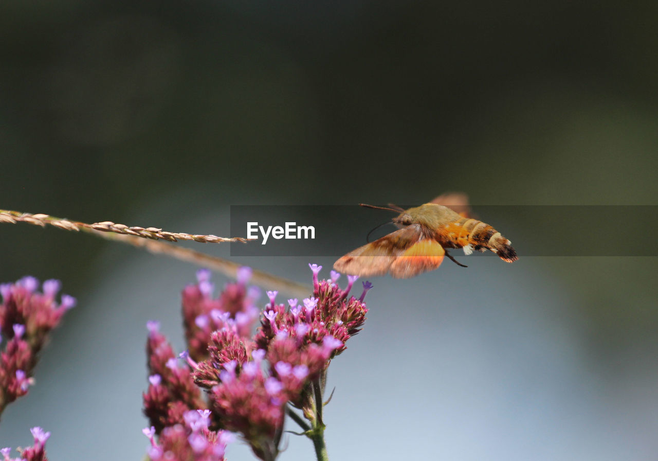 African hummingbird hawk-moth macroglossum trochilus pollinating a flower