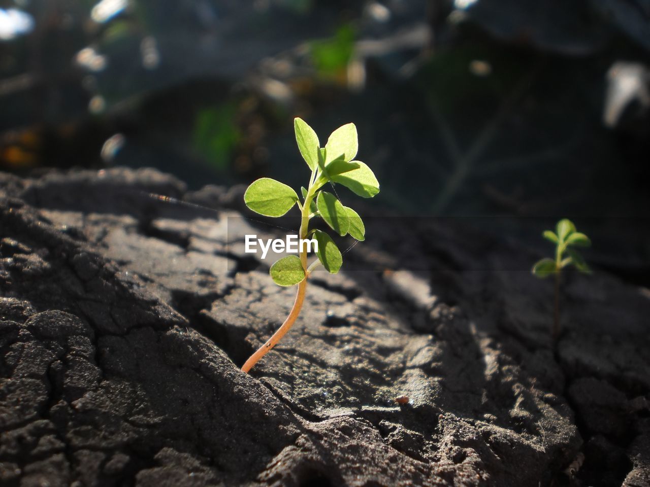 Close-up of plant growing on field