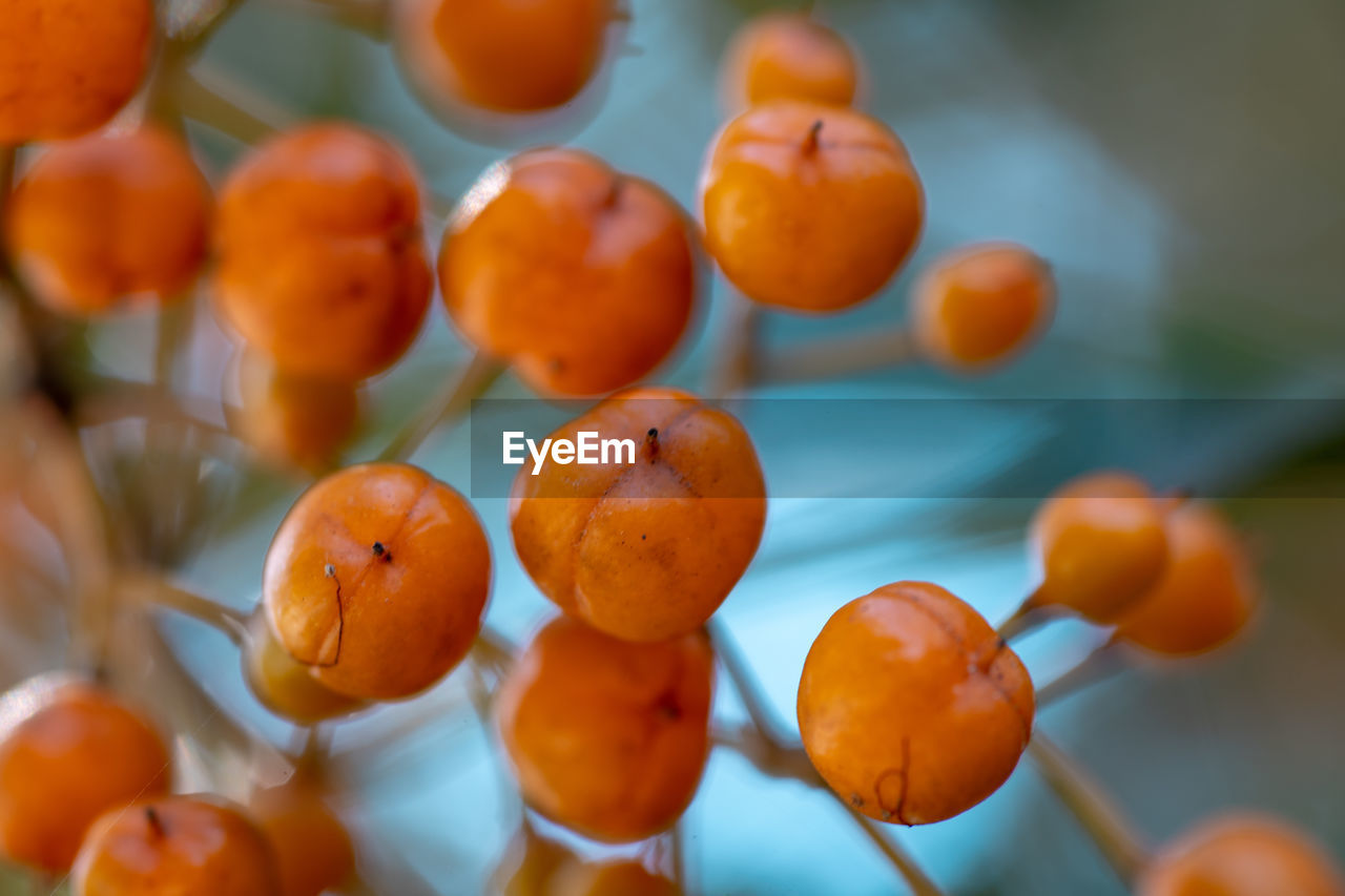 Close-up of small orange fruits