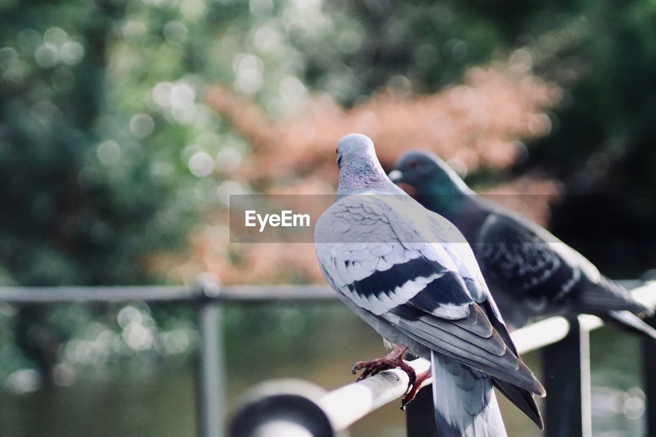 Close-up of pigeons perching on railing