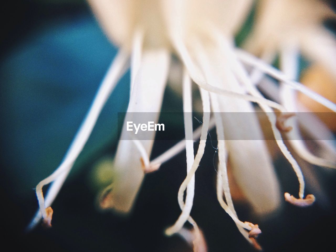 Macro shot of flower stamen
