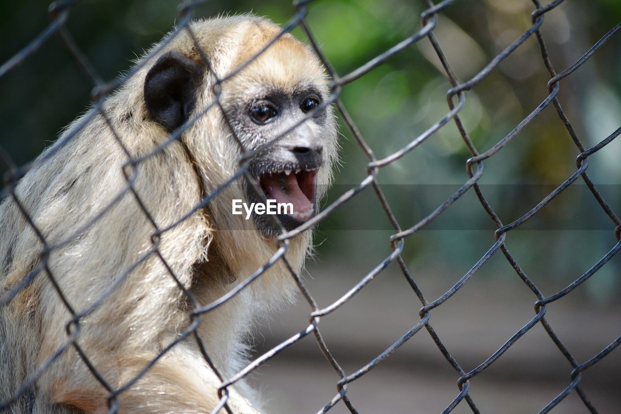 Close-up of horse seen through chainlink fence