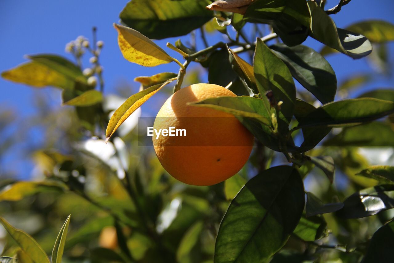 CLOSE-UP OF FRUIT GROWING ON TREE