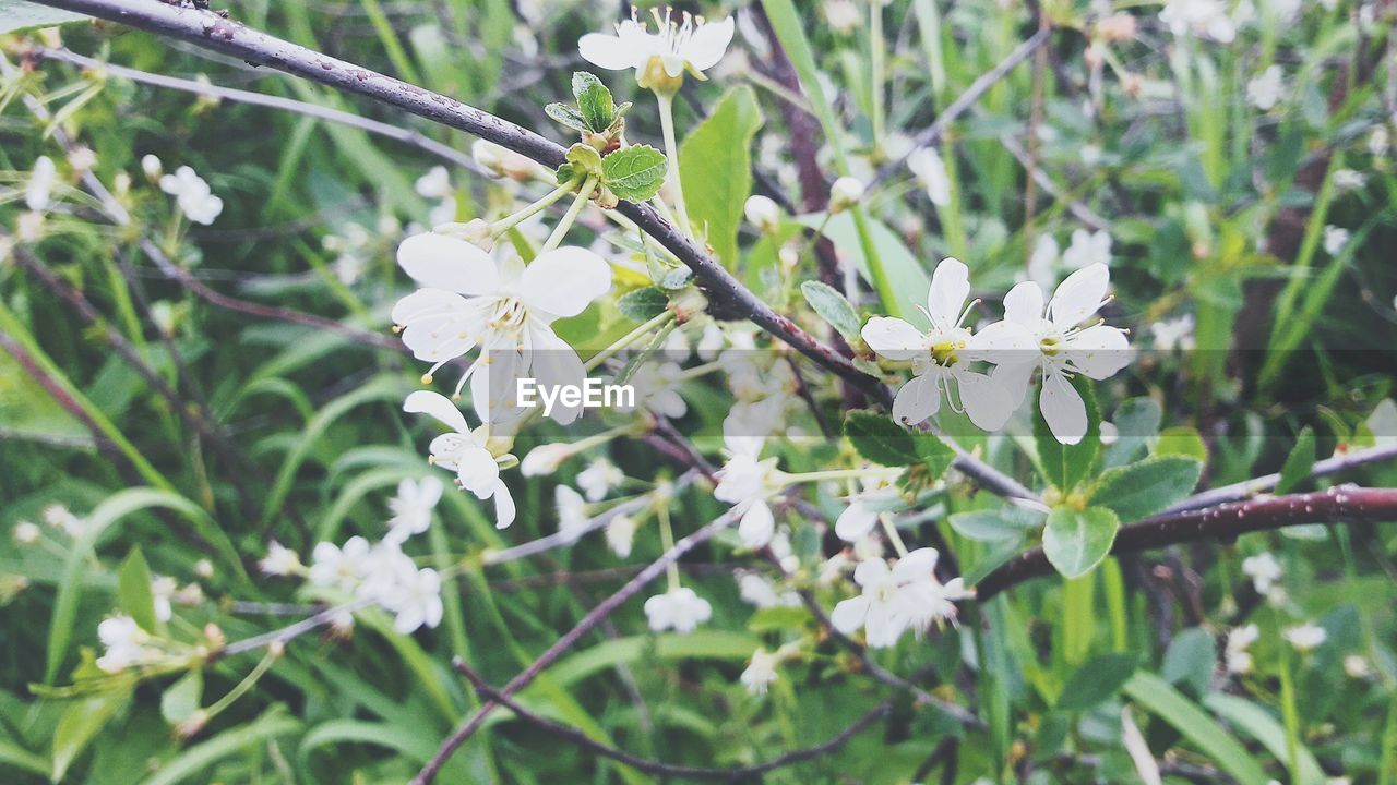 WHITE FLOWERS BLOOMING ON BRANCH