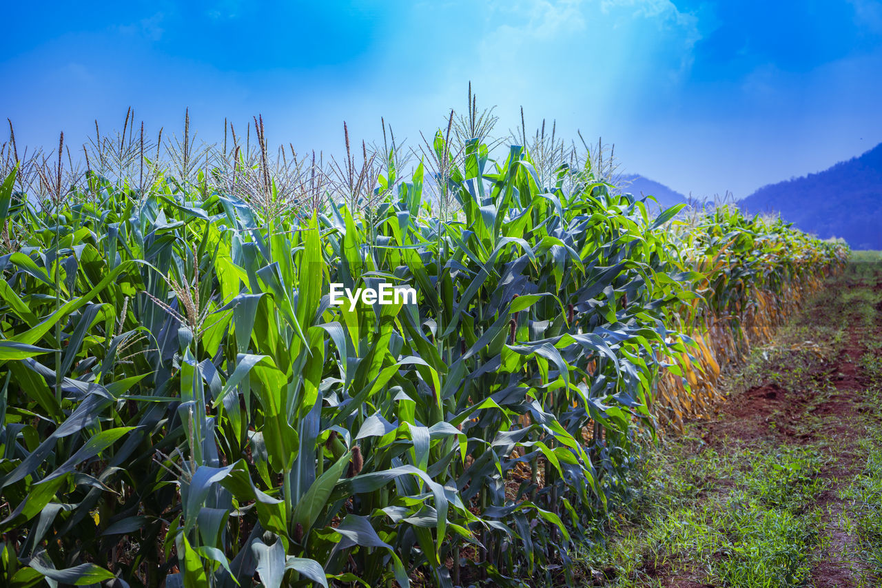 PLANTS GROWING ON FIELD