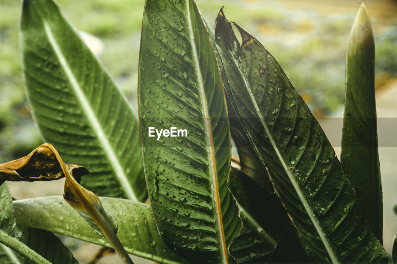 Close-up of green leaves on plant