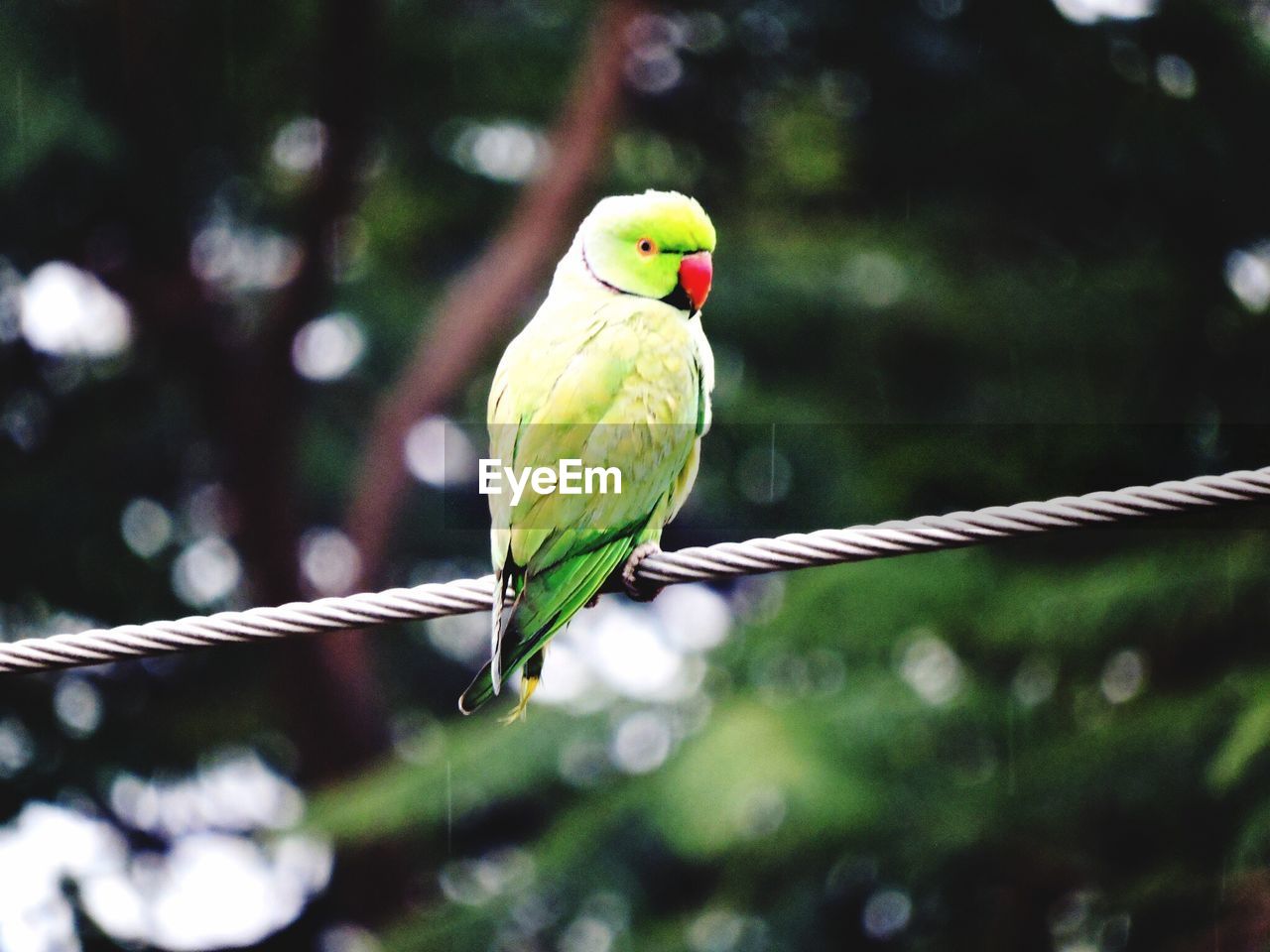 Close-up of parrot perching on cable