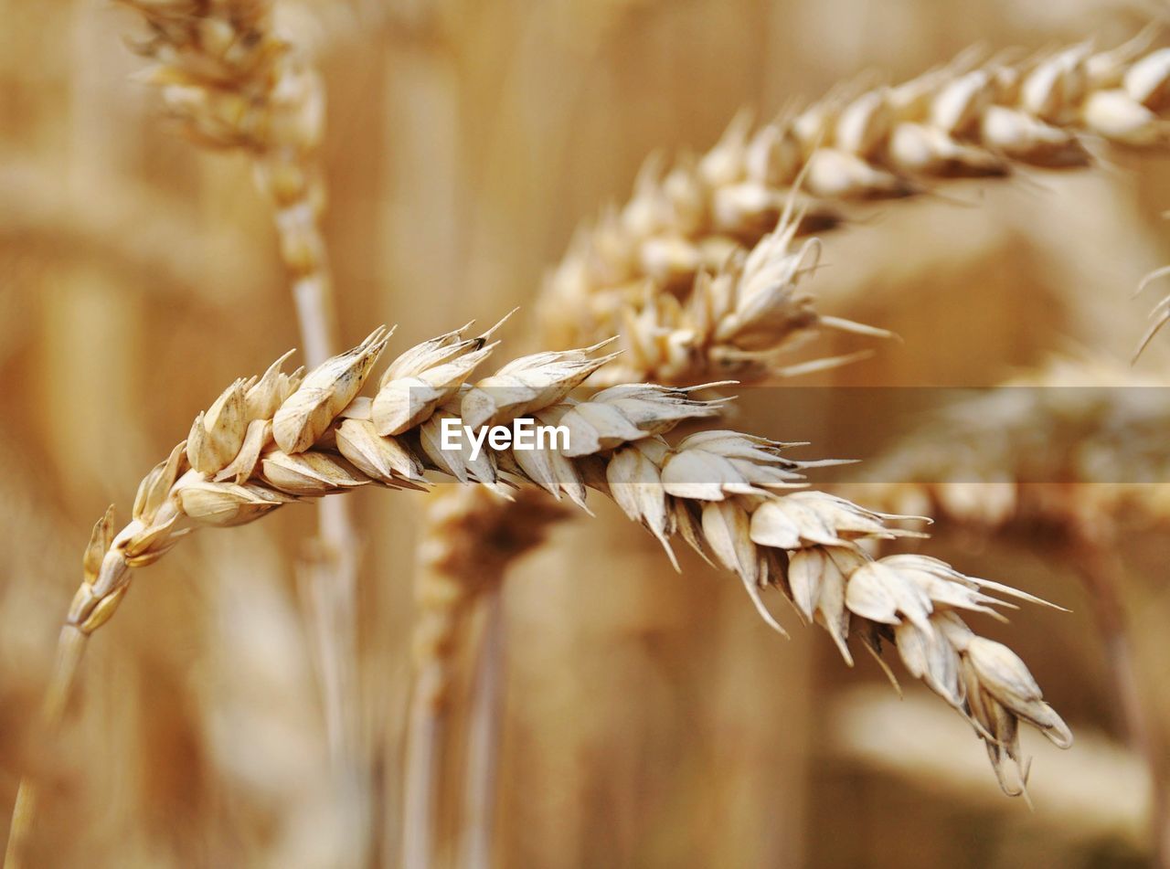 CLOSE-UP OF WHEAT GROWING ON PLANT