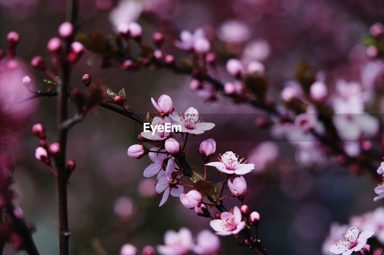 CLOSE-UP OF PINK CHERRY BLOSSOM