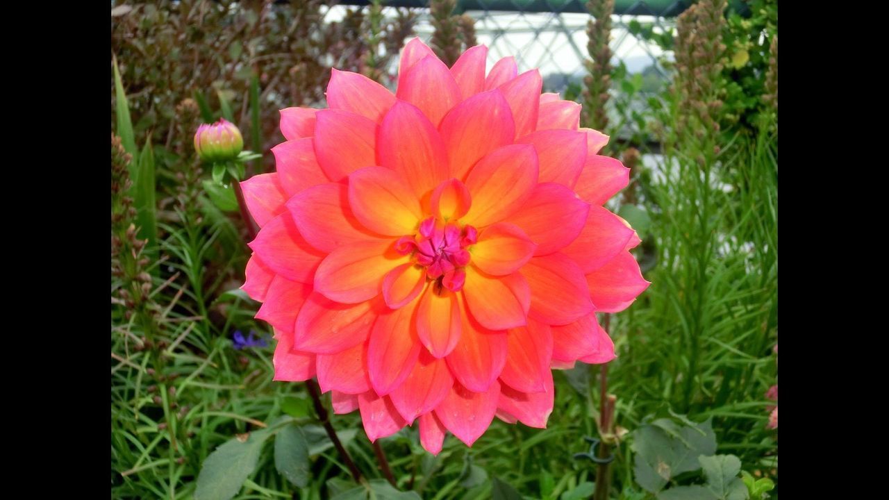 CLOSE-UP OF PINK FLOWER BLOOMING IN PARK