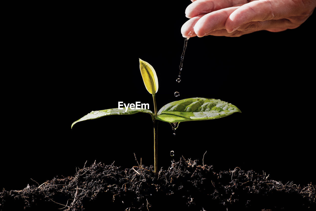 Close-up of hand watering plant against black background