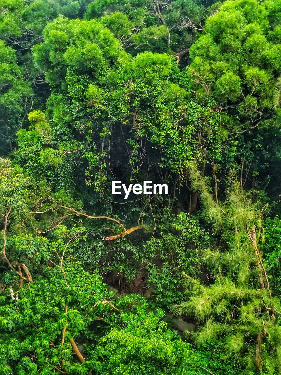 HIGH ANGLE VIEW OF TREES IN THE FOREST