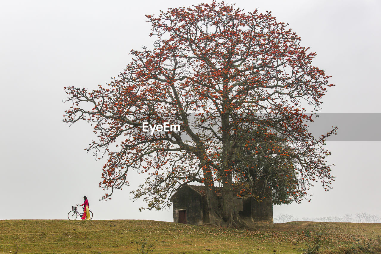 March is the season of red silk cotton in my hometown, it is a characteristic 