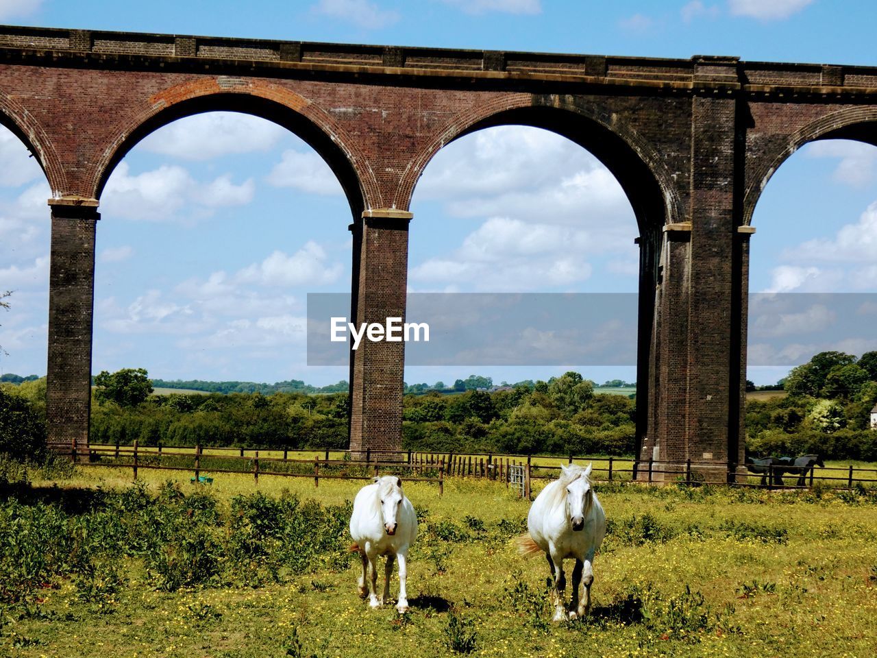 View of horses on field against sky