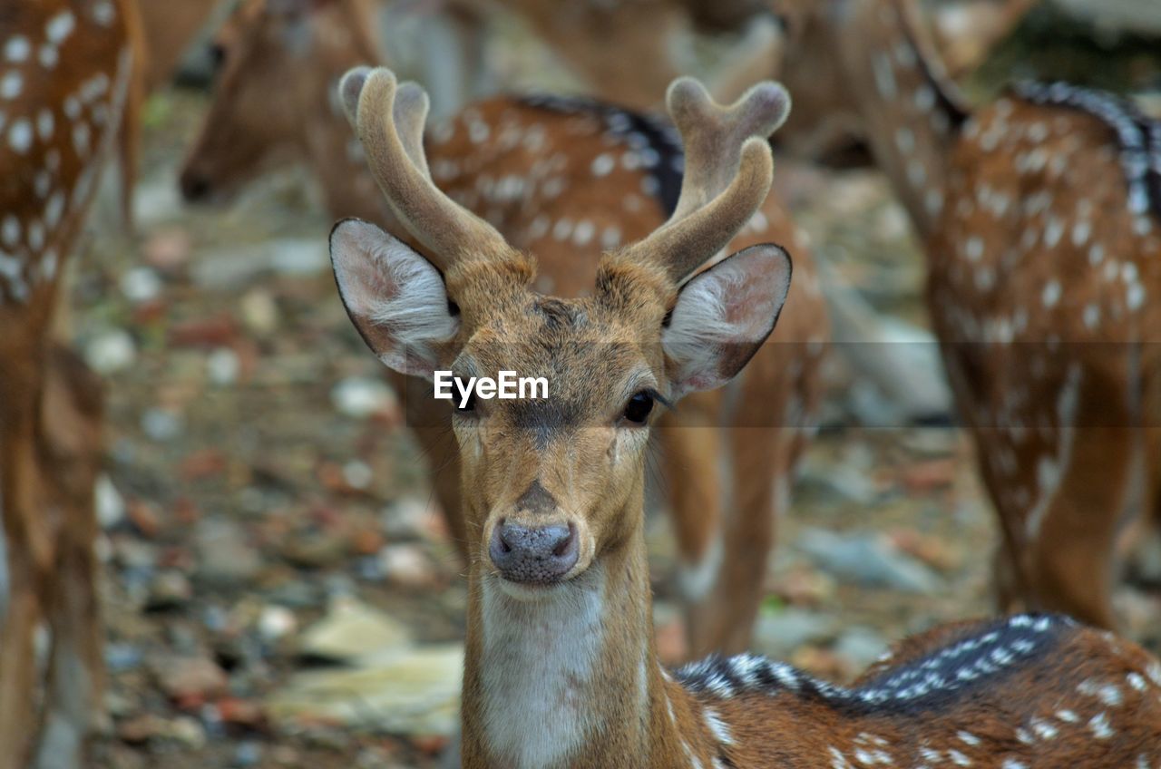 Close-up portrait of a deer