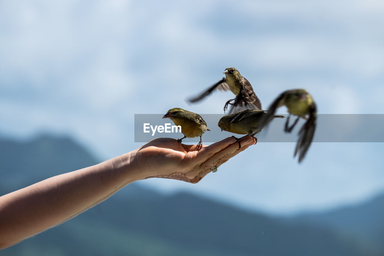 LOW ANGLE VIEW OF HAND HOLDING BIRD AGAINST BLURRED BACKGROUND