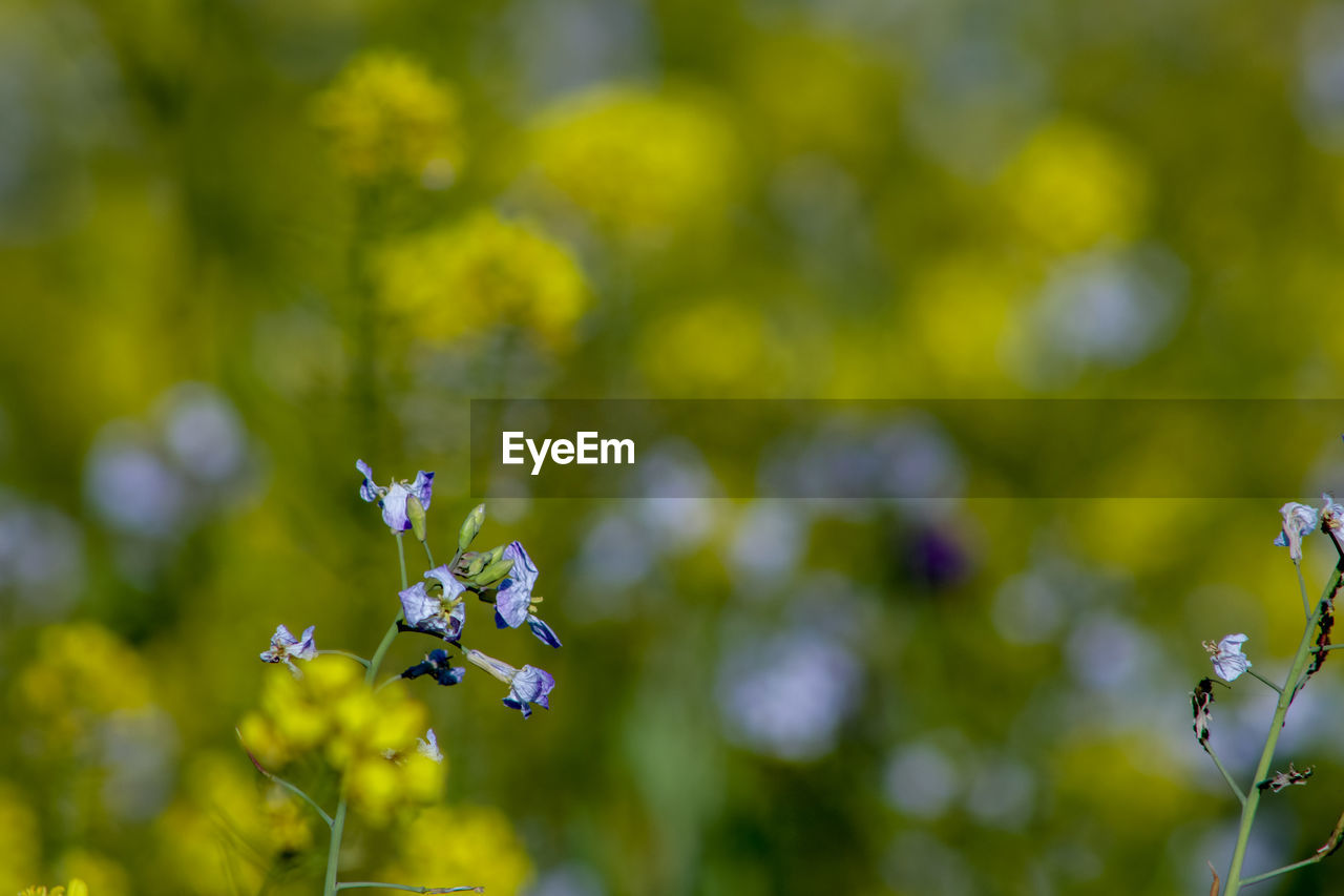 Close-up of purple flowering plant