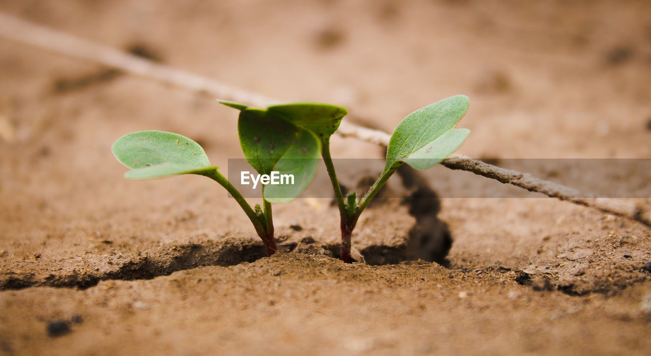 Close-up of small plant growing on field