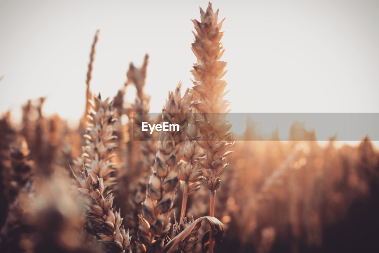 Close-up of wheat growing on field against sky during sunset