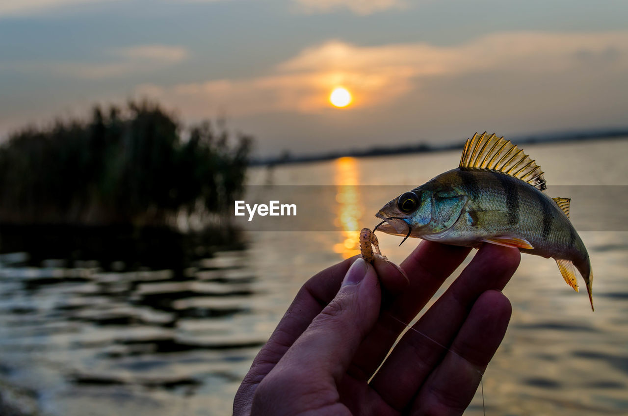 Cropped hand holding fish in hook against lake during sunset