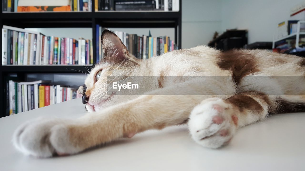 CLOSE-UP OF CAT ON FLOOR