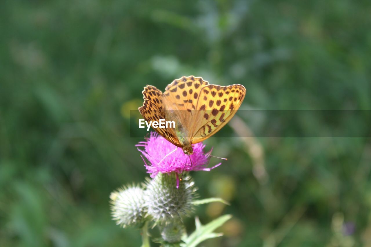 Close-up of butterfly on purple flower