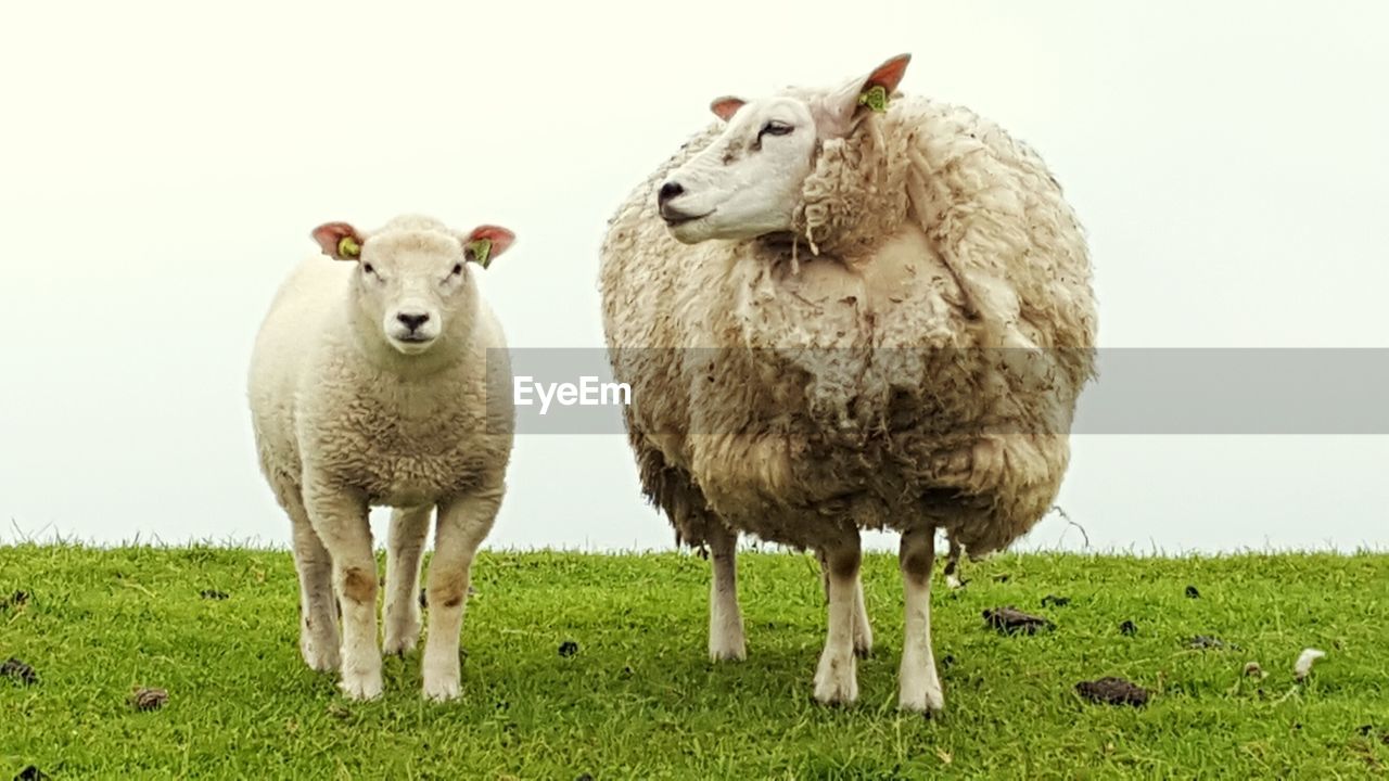 SHEEP ON GRASSY LANDSCAPE