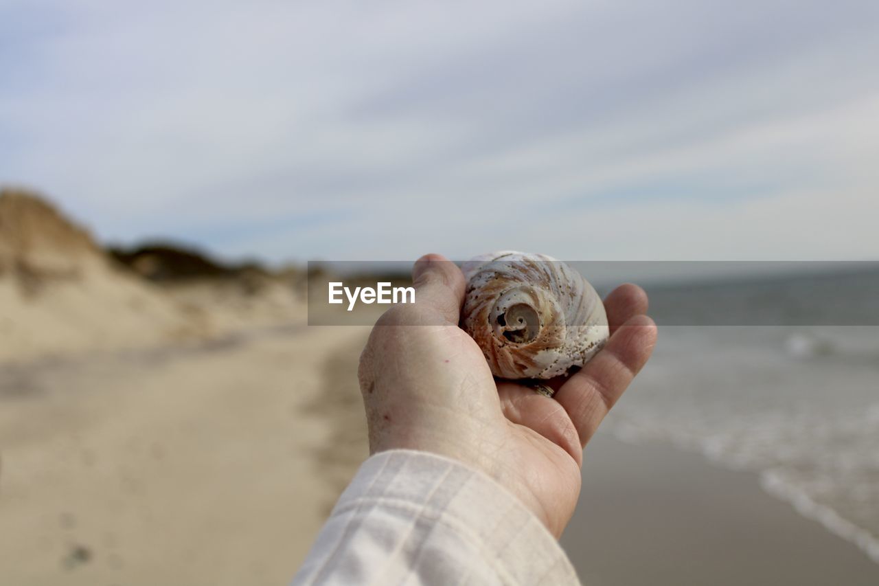 sand, sea, beach, land, hand, one person, nature, water, shell, focus on foreground, animal wildlife, holding, sky, animal shell, animal, day, adult, beauty in nature, animal themes, outdoors, close-up, leisure activity, one animal, wildlife, conch, seashell, men, snail