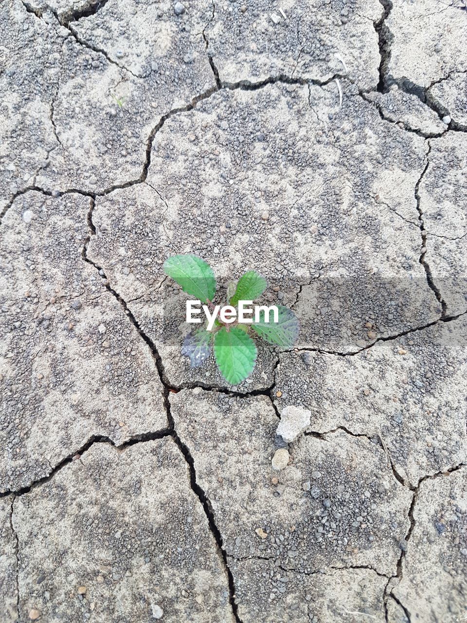 HIGH ANGLE VIEW OF DRY LEAVES ON CONCRETE