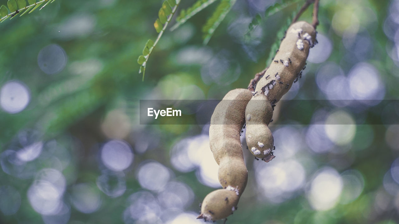 Close-up of ants on tree