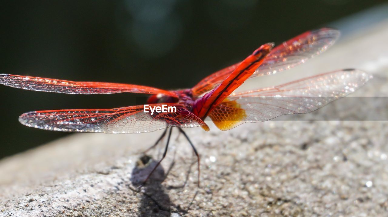 animal themes, dragonfly, animal, animal wildlife, dragonflies and damseflies, insect, one animal, animal wing, wildlife, close-up, macro photography, nature, no people, animal body part, wing, focus on foreground, outdoors, beauty in nature, day, red, macro, full length