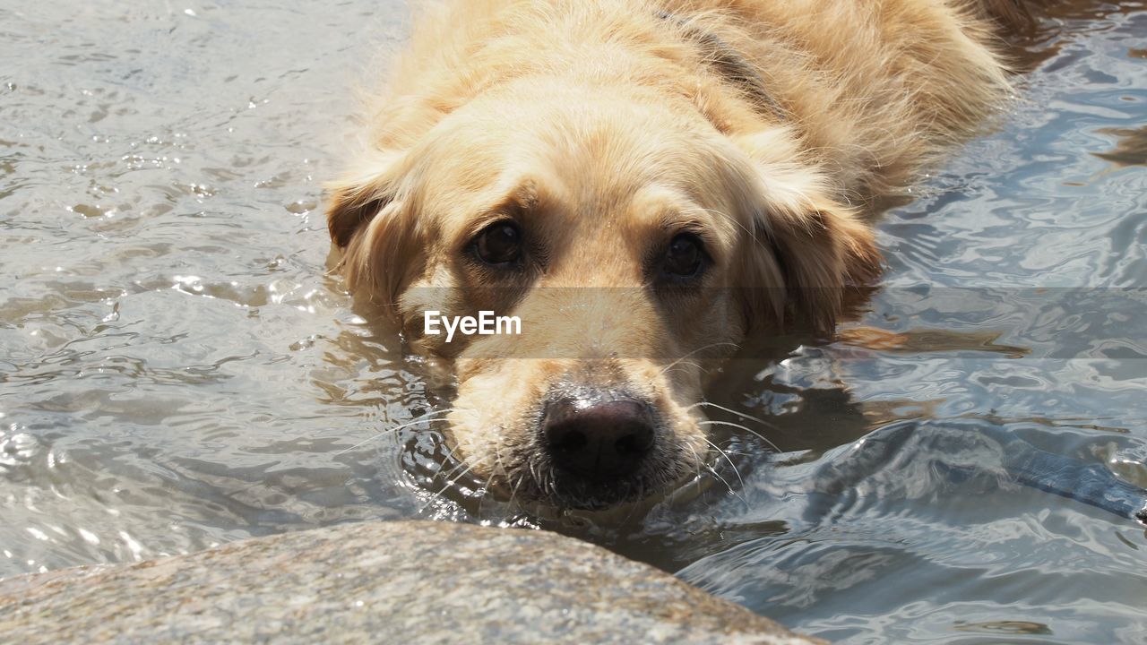 HIGH ANGLE PORTRAIT OF DOG