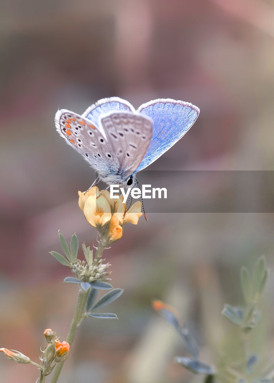 CLOSE-UP OF BUTTERFLY POLLINATING ON PURPLE FLOWER