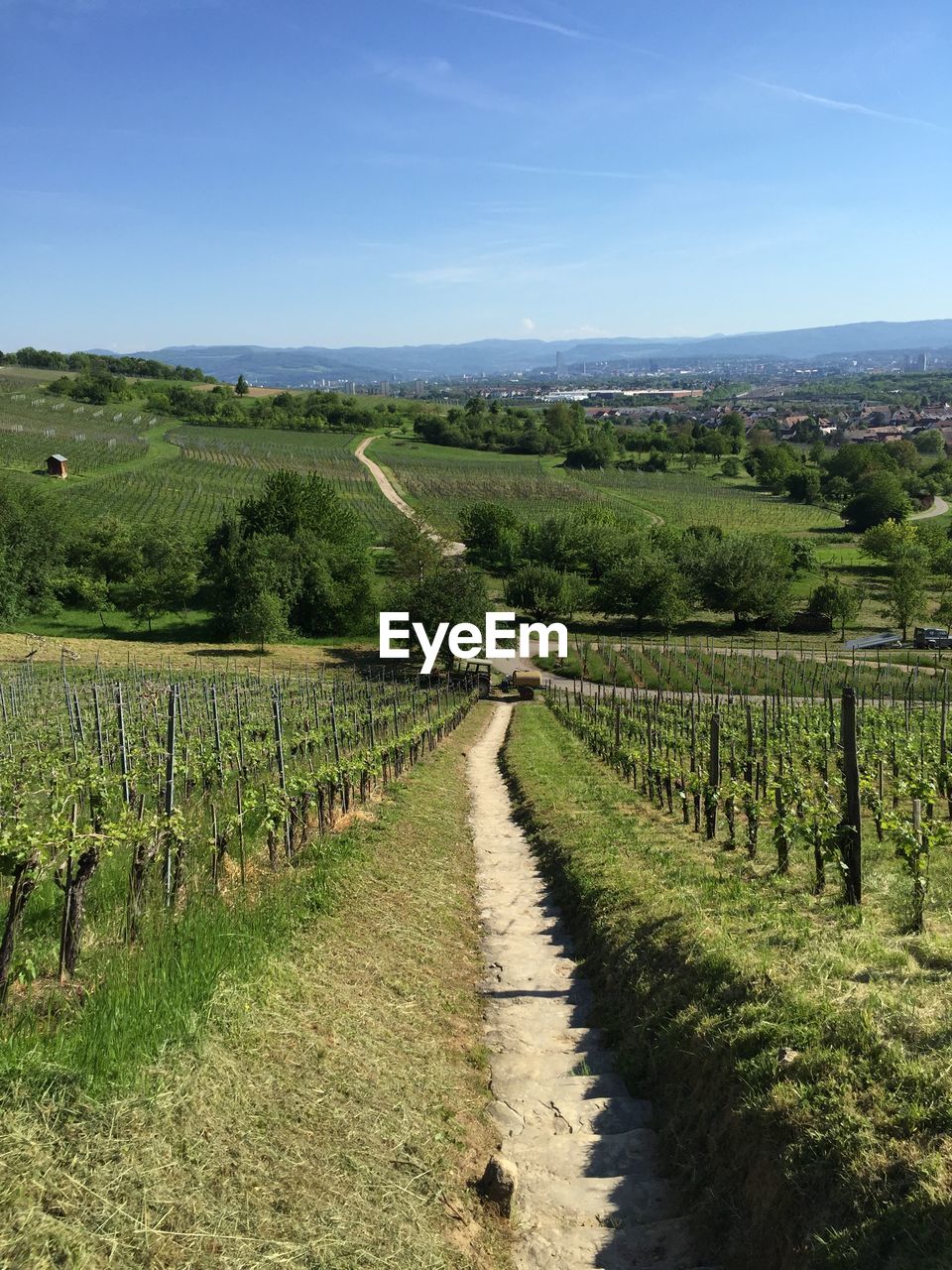 Scenic view of vineyard against sky