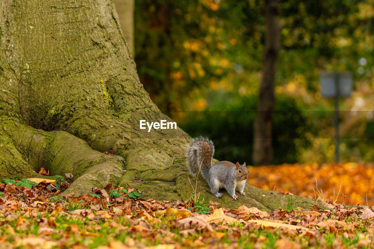 autumn, animal, animal themes, nature, animal wildlife, leaf, mammal, wildlife, tree, squirrel, forest, one animal, woodland, plant, grass, plant part, no people, outdoors, land, green, branch, wilderness, rodent, trunk, tree trunk, day