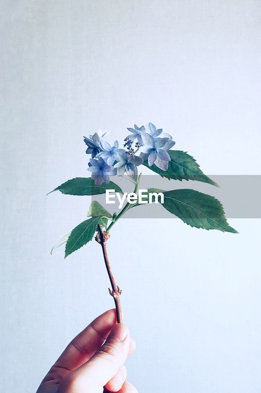 Cropped hand of person holding flowers against white background