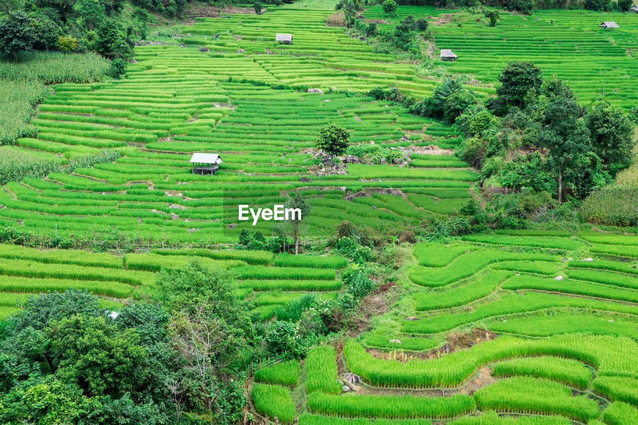 HIGH ANGLE VIEW OF RICE PADDY