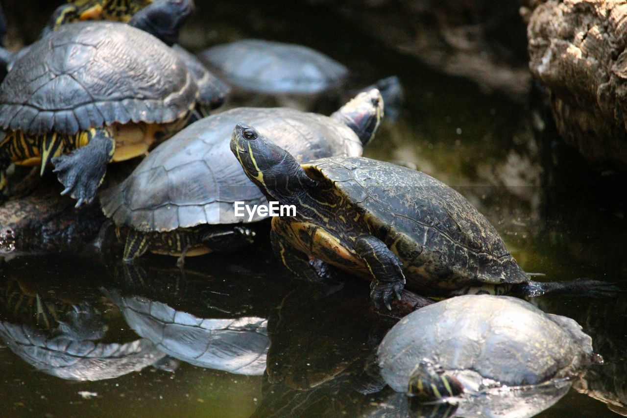 Close-up of turtle in water