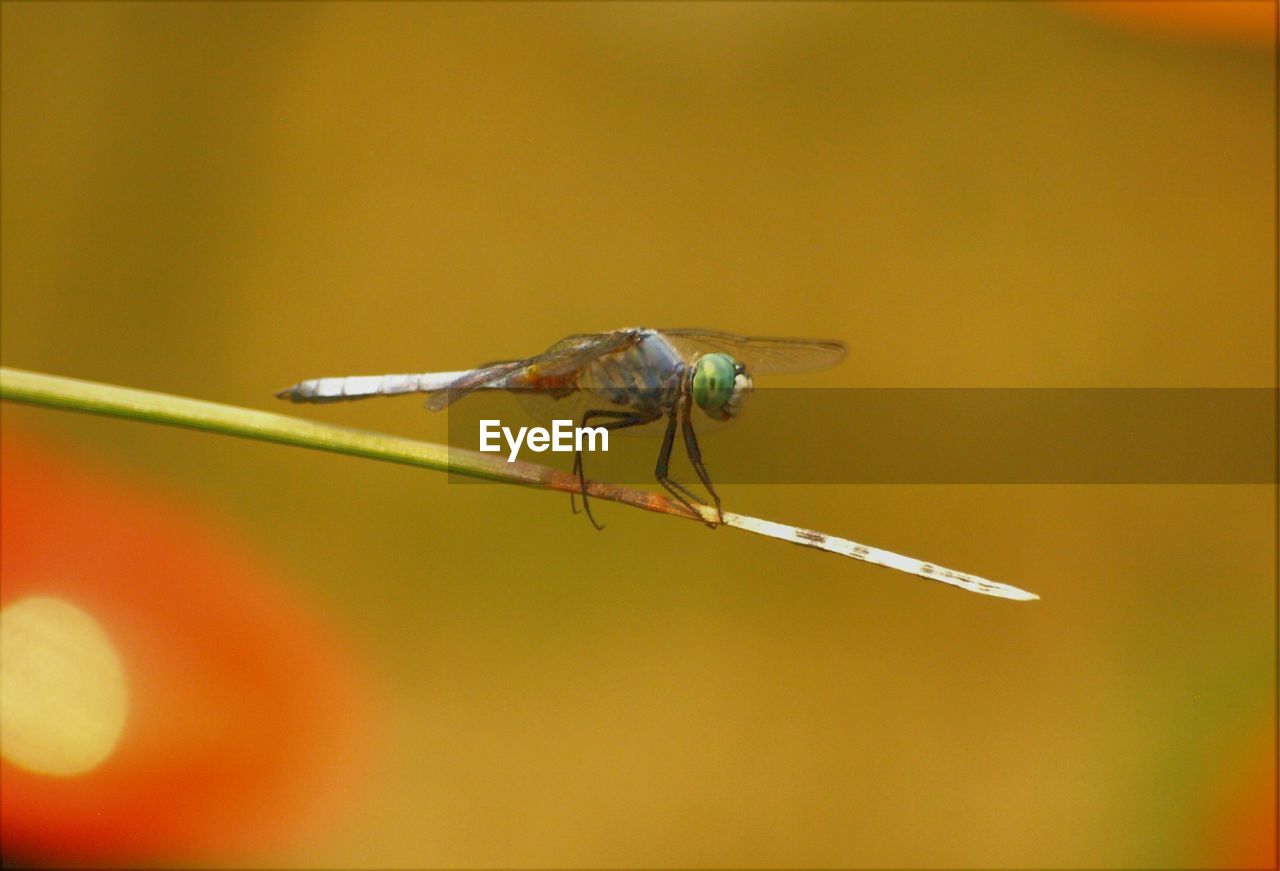 CLOSE-UP OF DAMSELFLY ON YELLOW