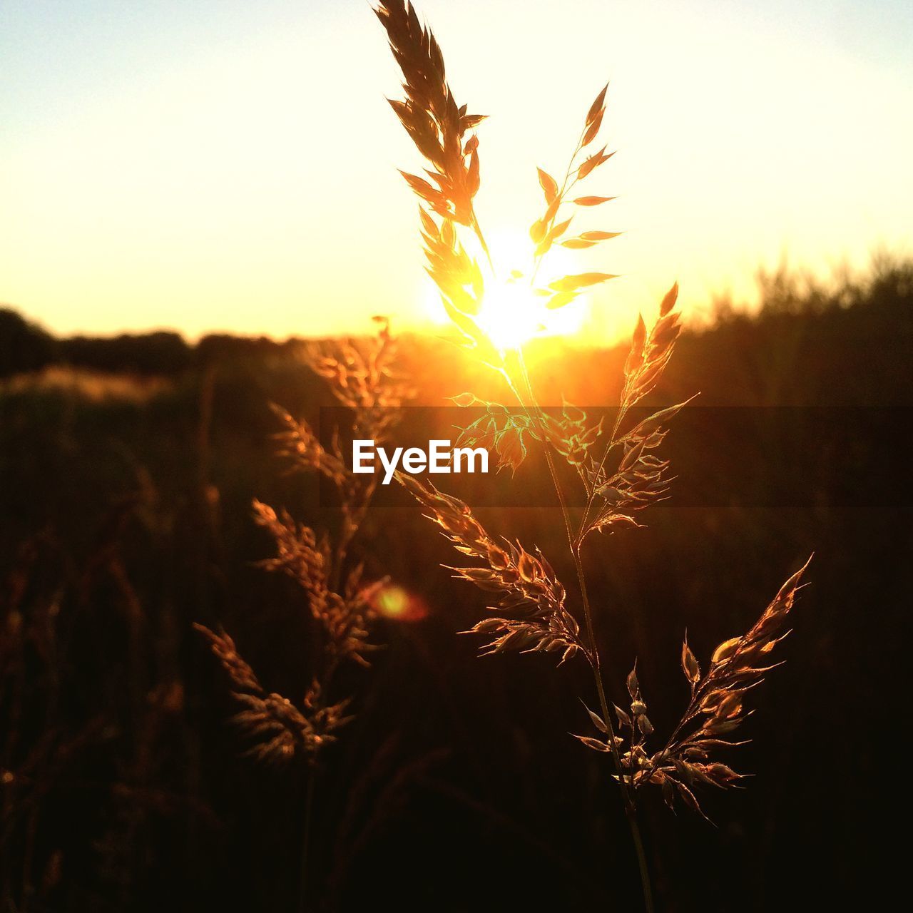 PLANTS GROWING ON FIELD AT SUNSET