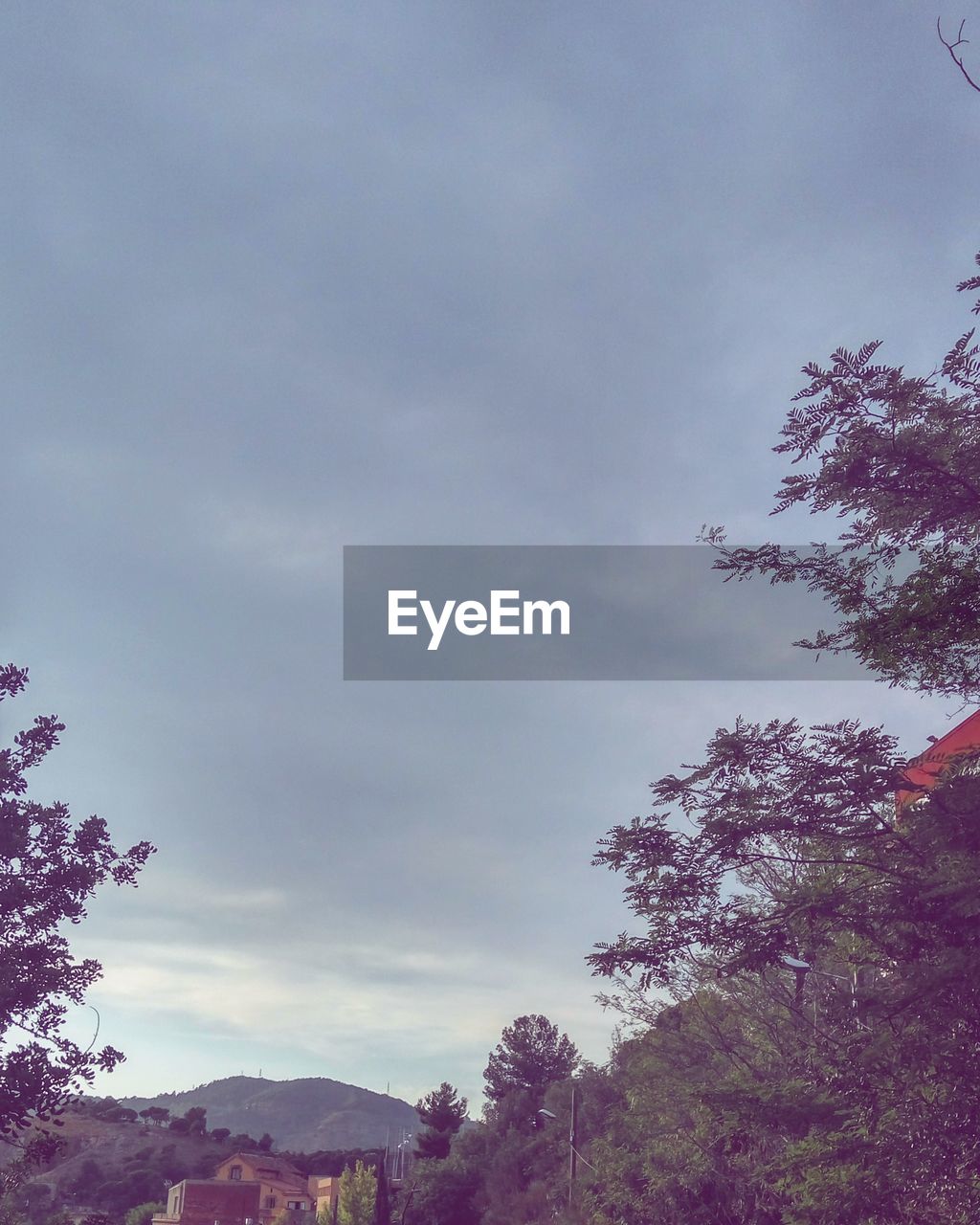 LOW ANGLE VIEW OF TREES AGAINST SKY