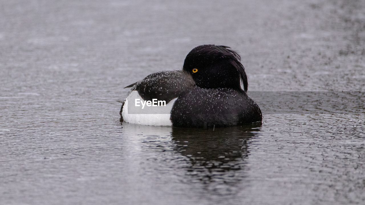 DUCK SWIMMING IN LAKE