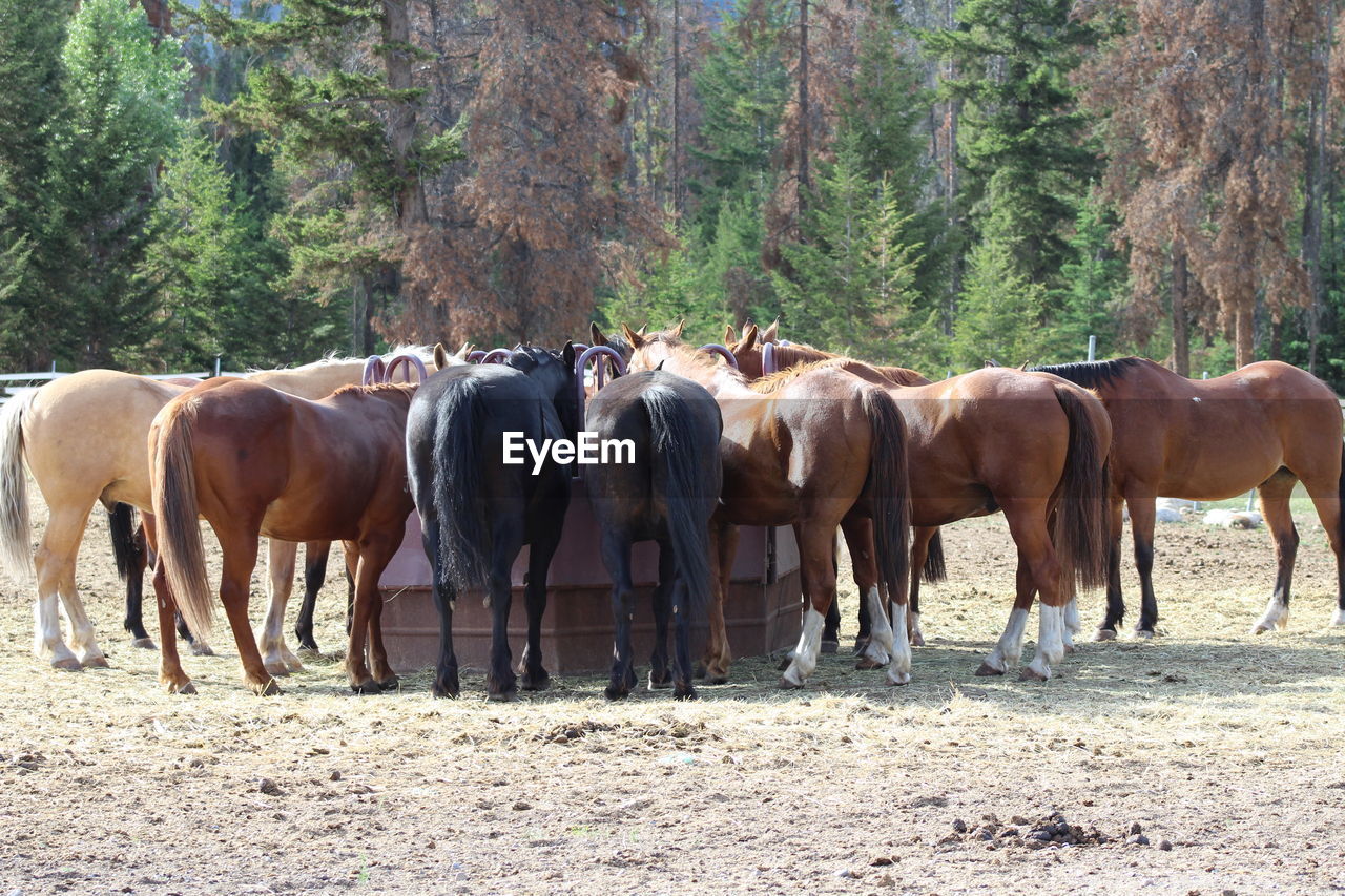 Horses on a field