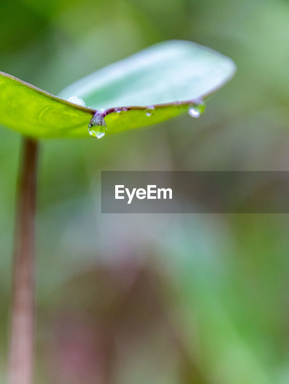 Close-up of water drops on leaf