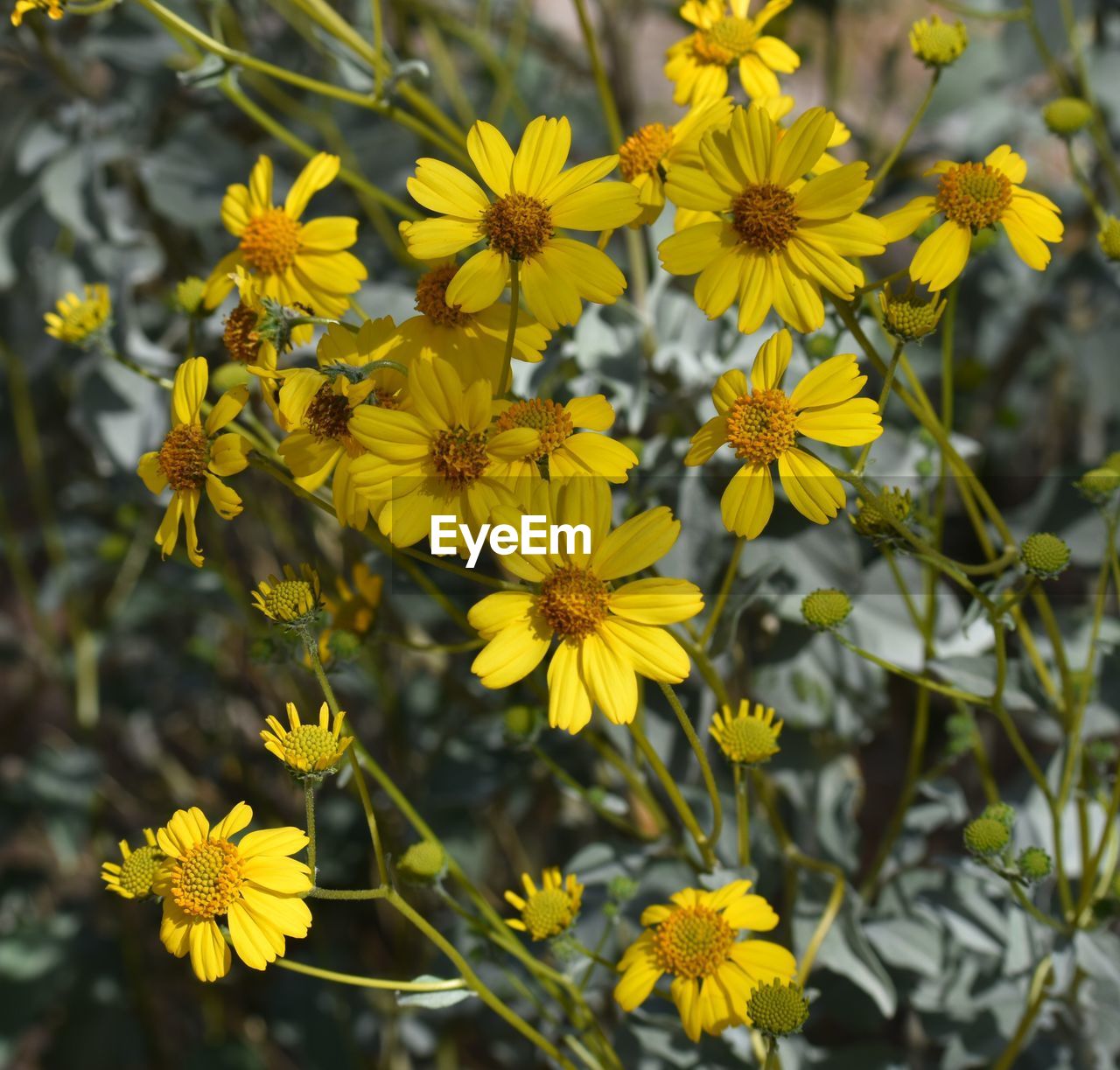 CLOSE-UP OF YELLOW FLOWERS