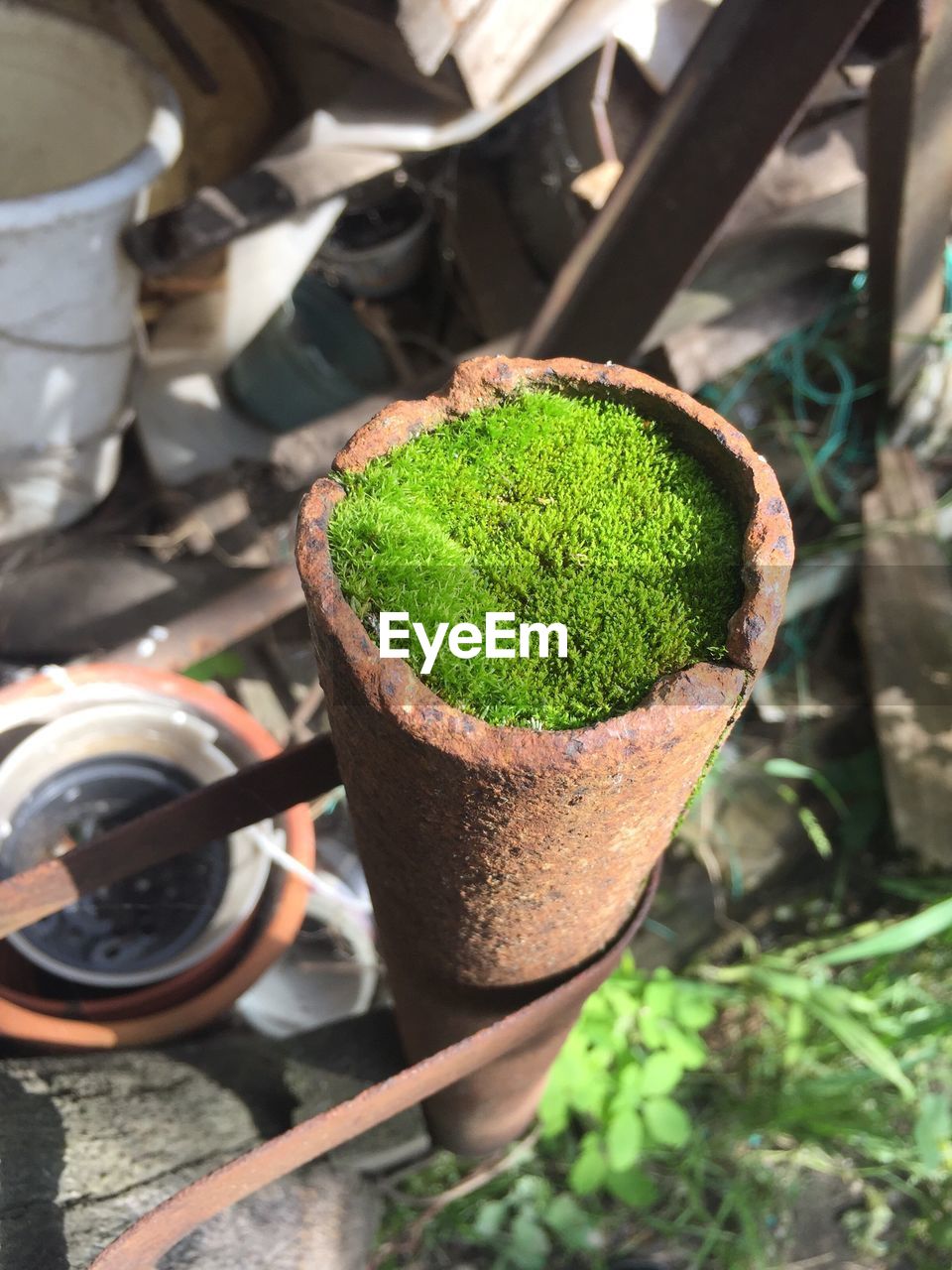 High angle view of moss in rusty pipe