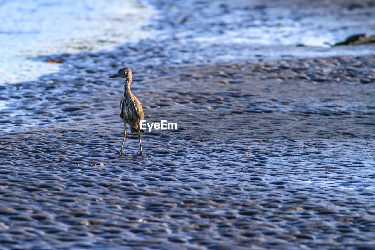 Bird on mud hunting