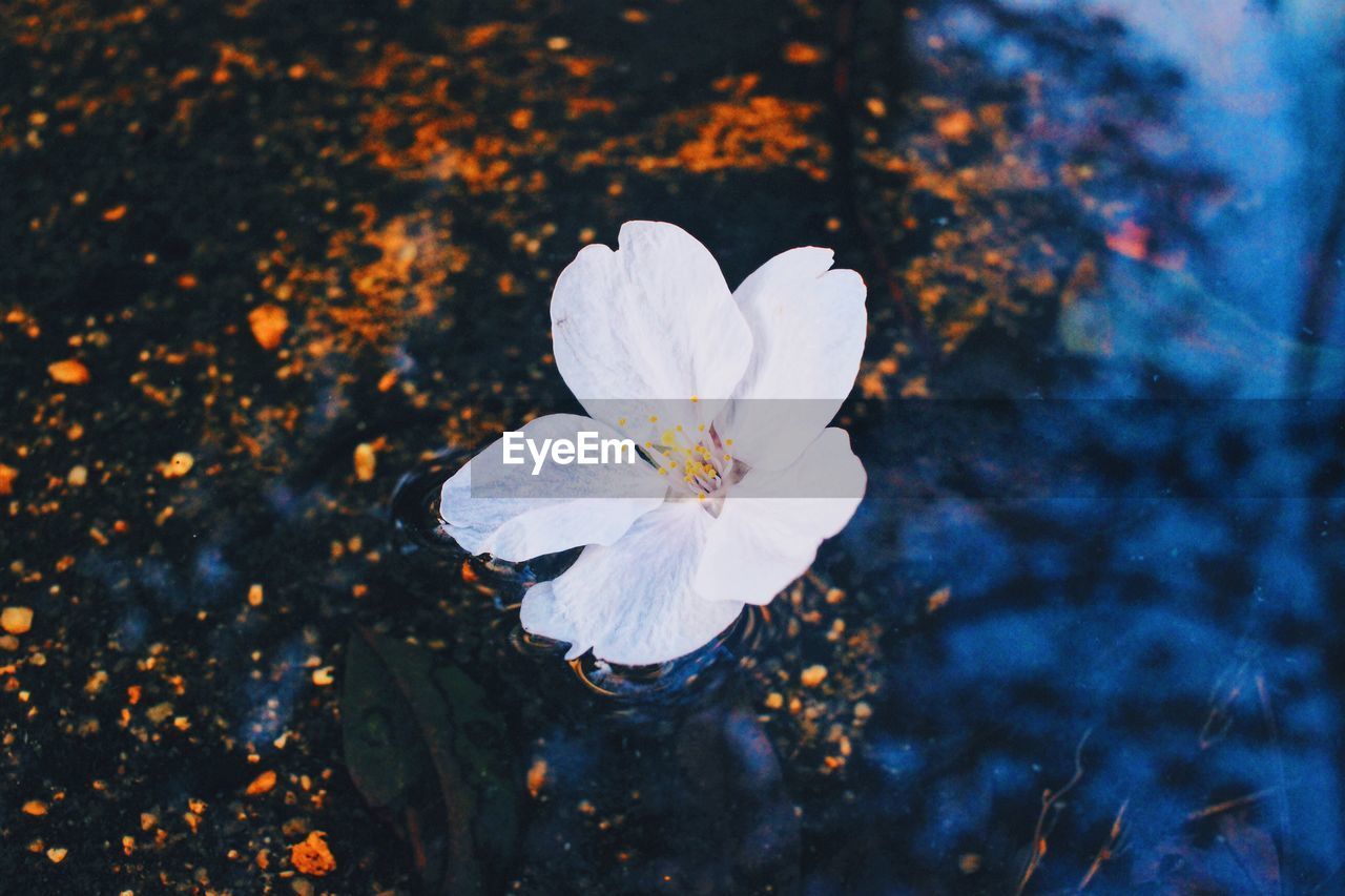 Close-up of white flower blooming on tree