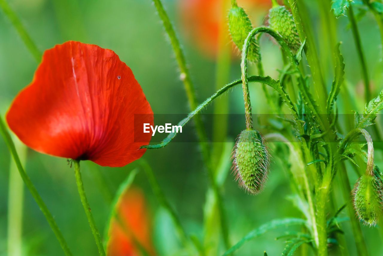 Close-up of red poppy growing on plant