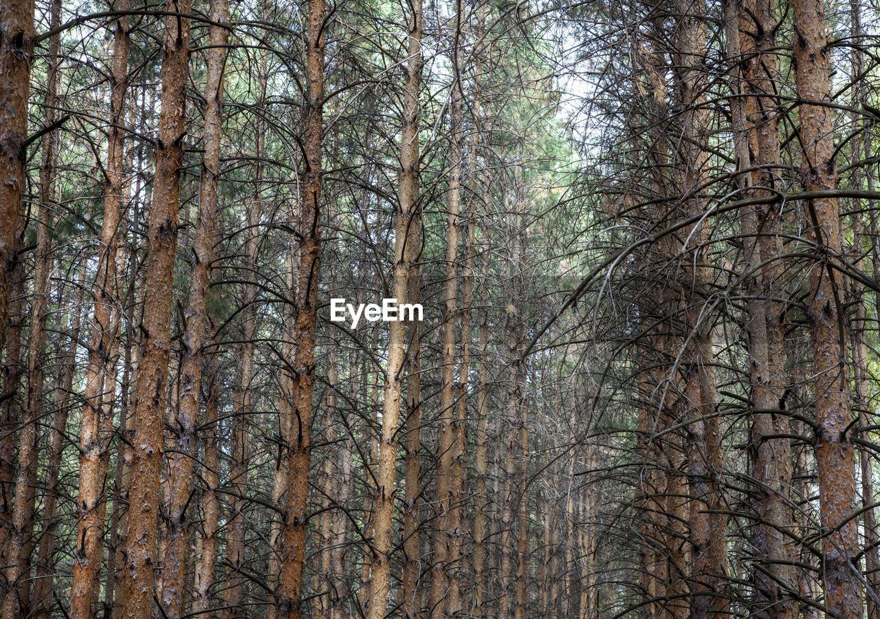 LOW ANGLE VIEW OF BAMBOO TREES